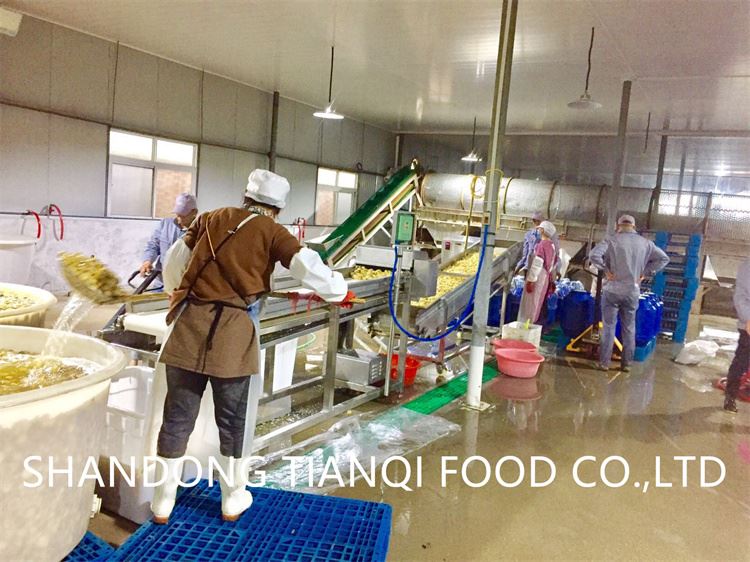 Factory white mushroom in brine in drums