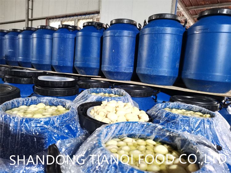 mushroom in drum factory