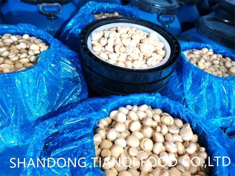 Preserved whole white champignon mushroom in drums