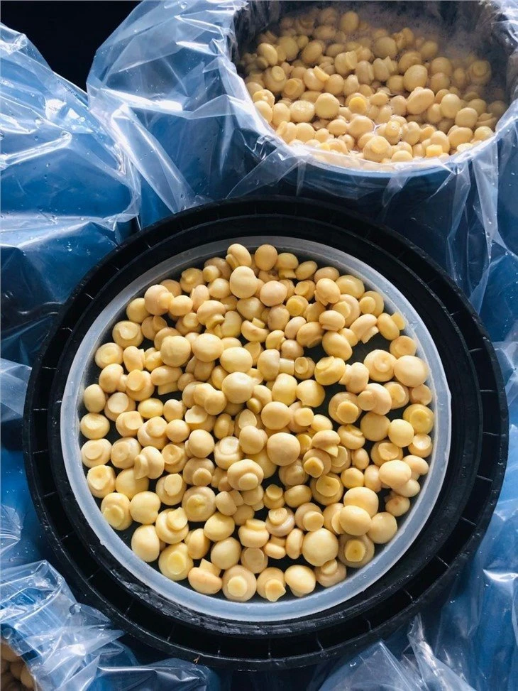 AA white mushroom in vinegar in plastic drums