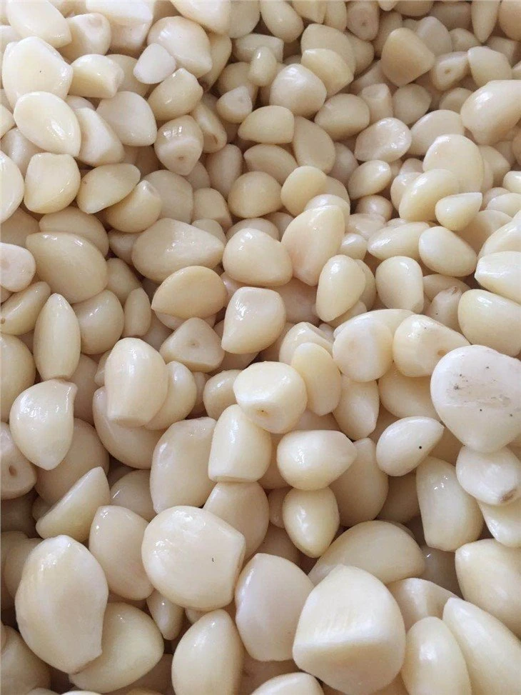 Normal white garlic in brine in drums