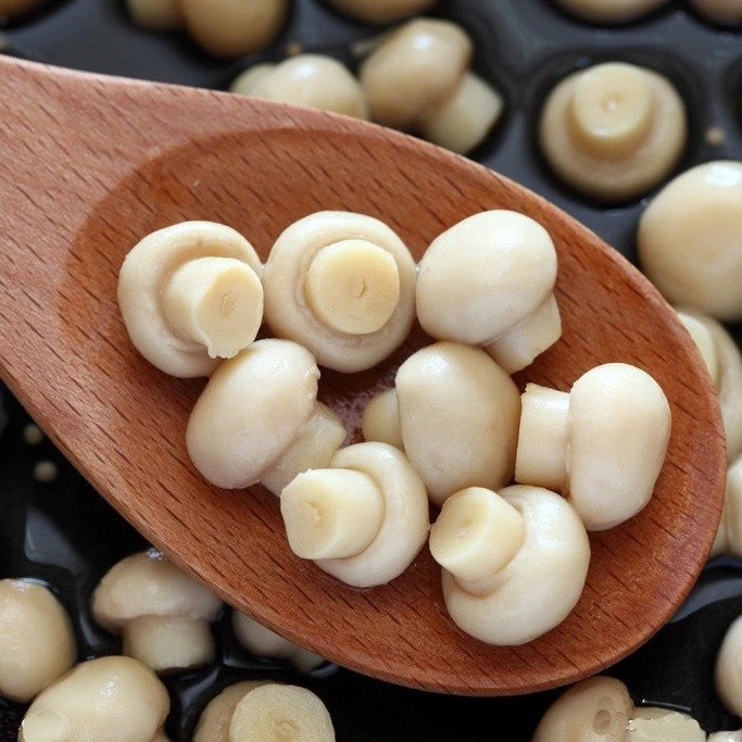 Preserved whole white mushroom in salted water in drum