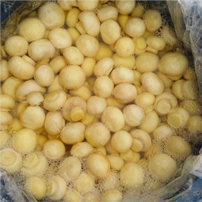 48kg Salamura Mantar