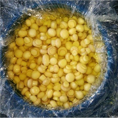 Davulda Bütün Beyaz Mantar