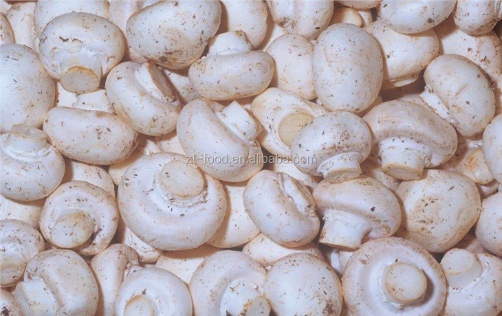Fresh Whole white champignon mushroom in drums