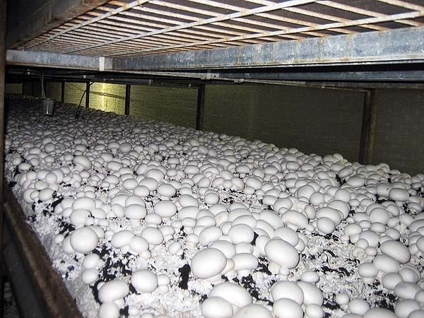 Fresh white mushroom in brine in drums